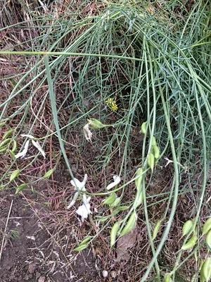 Photo of Astragalus conjunctus taken at Spring Basin Wilderness