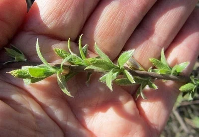 Photo of Coyote Willow (Salix exigua) taken at Mount Biedeman Wilderness Study Area