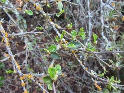 Photo of Cercocarpus betuloides taken at Hollister Hills State Vehicular Recreation Area: Upper Ranch
