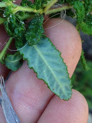 Photo of Ceanothus papillosus taken at Olympia Watershed