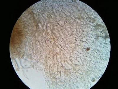Photo of Inocybe stellatospora taken at Hill Higher State Forest