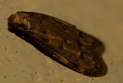 Photo of Gerdana Moth (Gerdana caritella) taken at Bourbon County