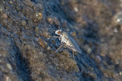 Photo of Hypocharassus pruinosus taken at Mashomack Preserve