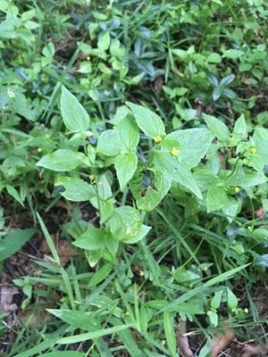 Photo of Galinsoga (Galinsoga parviflora) taken at Louden Road County Forest