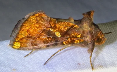 Photo of Golden Looper Moth (Argyrogramma verruca) taken at Iowa