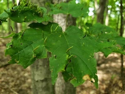 Photo of Maple Spindle Gall Mite (Vasates aceriscrumena) taken at Follansbee