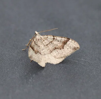 Photo of Zenophleps alpinata taken at Birch Creek Wma