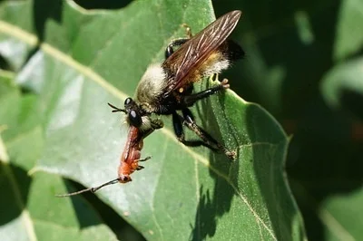 Photo of Oberea gracilis taken at Black Creek Ravines Conservation Area