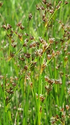 Photo of Jointed Rush (Juncus articulatus) taken at Lakeport State Park
