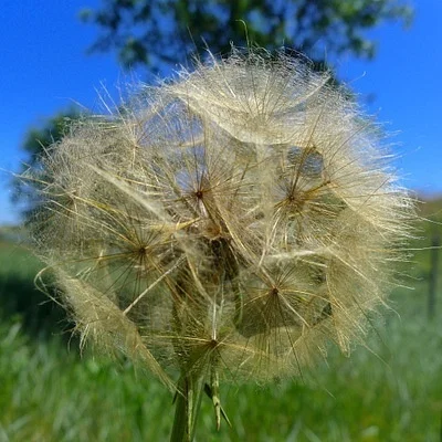 Photo of Salsafy (Tragopogon porrifolius) taken at Cloverdale