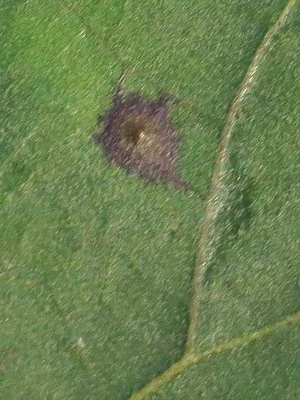 Photo of Caryomyia flaticrustum taken at Big Prairie