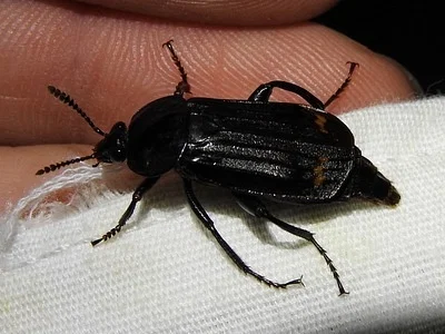 Photo of Red-Lined Carrion Beetle (Necrodes surinamensis) taken at Montrose Conservation Area