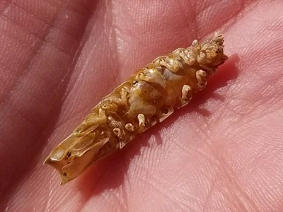 Photo of Pentidotea resecata taken at Lily Point Marine Reserve