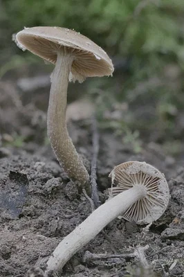 Photo of Dark Fieldcap (Cyclocybe erebia) taken at Hatch Creek State Forest