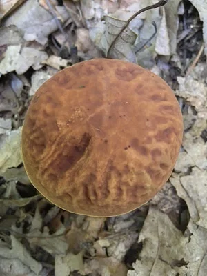 Photo of Hemileccinum rubropunctum taken at Mashomack Preserve