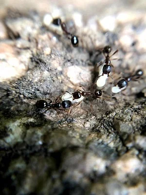 Photo of Aphaenogaster occidentalis taken at Forks Of Butte Creek Recreation Area