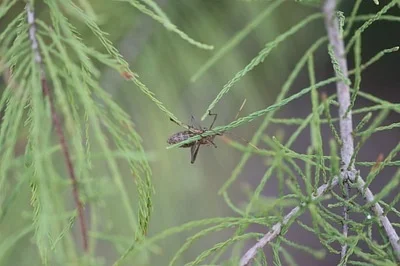Photo of Leptoglossus zonatus taken at North Park Recreation Area