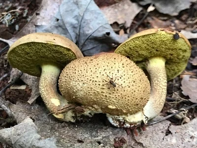 Photo of Parasitic Bolete (Pseudoboletus parasiticus) taken at Tamarack Run Natural Area