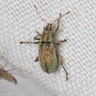 Photo of Weevil (Polydrusus cervinus) taken at A.w. Smith Preserve