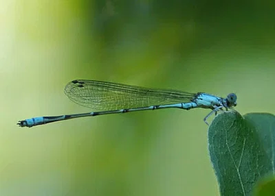 Photo of Slender Bluet (Enallagma traviatum) taken at Gillsville