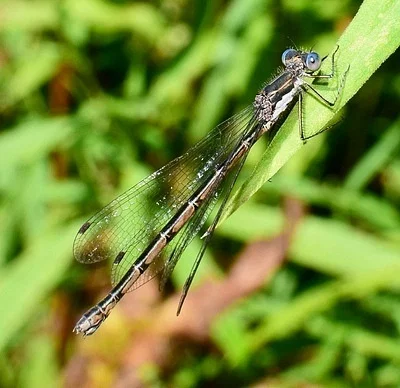 Photo of Spotted Spreadwing (Lestes congener) taken at Lord State Forest