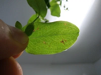 Photo of Spotted St. Johnswort (Hypericum punctatum) taken at Hampstead
