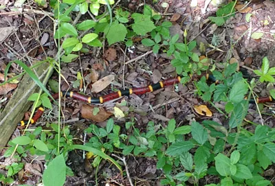 Photo of Texas Coralsnake (Micrurus tener) taken at Ashland