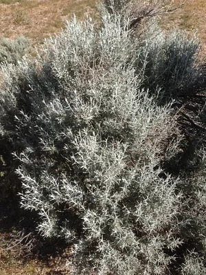Photo of Tetradymia stenolepis taken at Scodie Wilderness Study Area