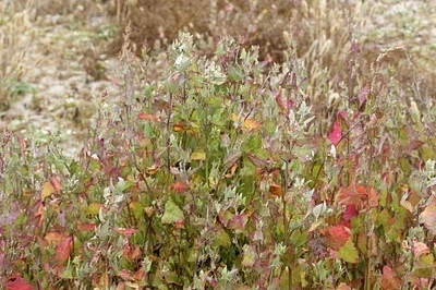 Photo of Fat-Hen (Atriplex prostrata) taken at Helper