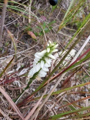 Photo of Great Plains Ladies'-Tresses (Spiranthes magnicamporum) taken at Reynolds