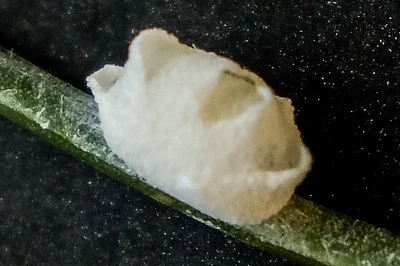 Photo of Fulgoraecia exigua taken at Summer Woods Local Open Space