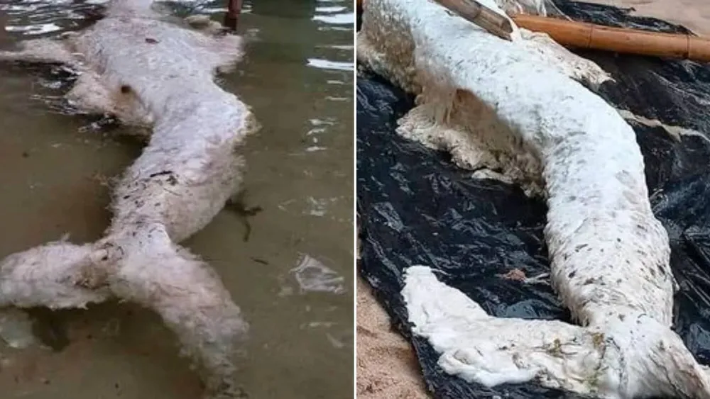 Mysterious 'Mermaid-Like' Creature Washes Up on Beach in Papua New Guinea, Baffling Experts