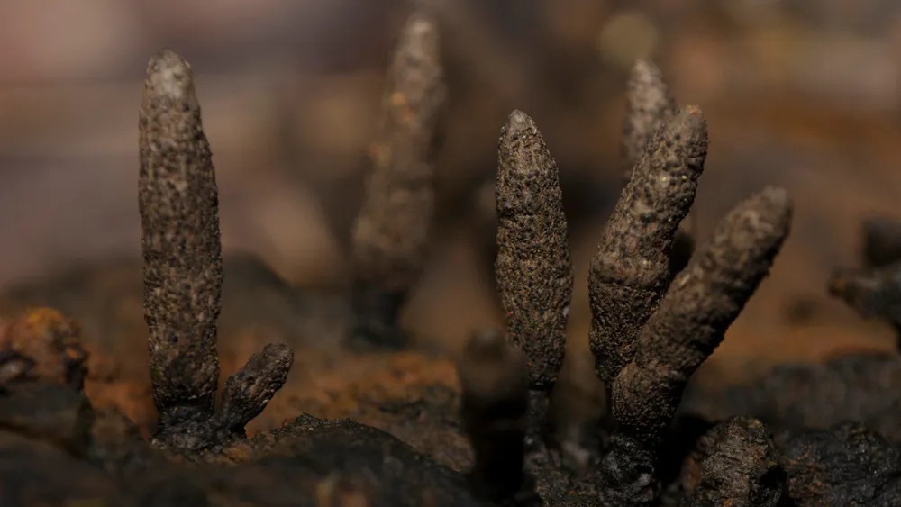 Eerie 'Dead Man's Fingers' Fungi Play Crucial Role in Forest Ecosystems