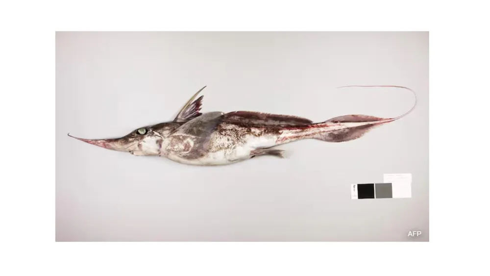 New Ghost Shark Species Discovered in Australian and New Zealand Waters