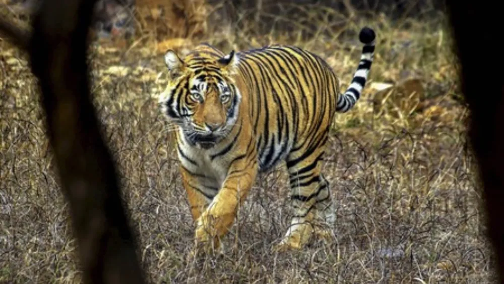 25 Tigers Missing in Ranthambore National Park, Investigation Underway