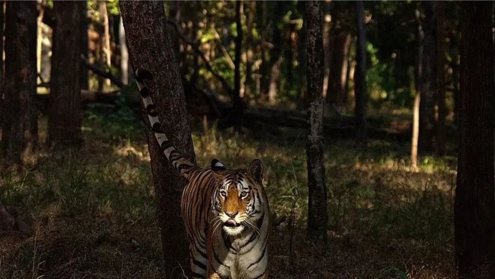 Pench Tiger Reserve in Maharashtra becomes India's first Dark Sky Park