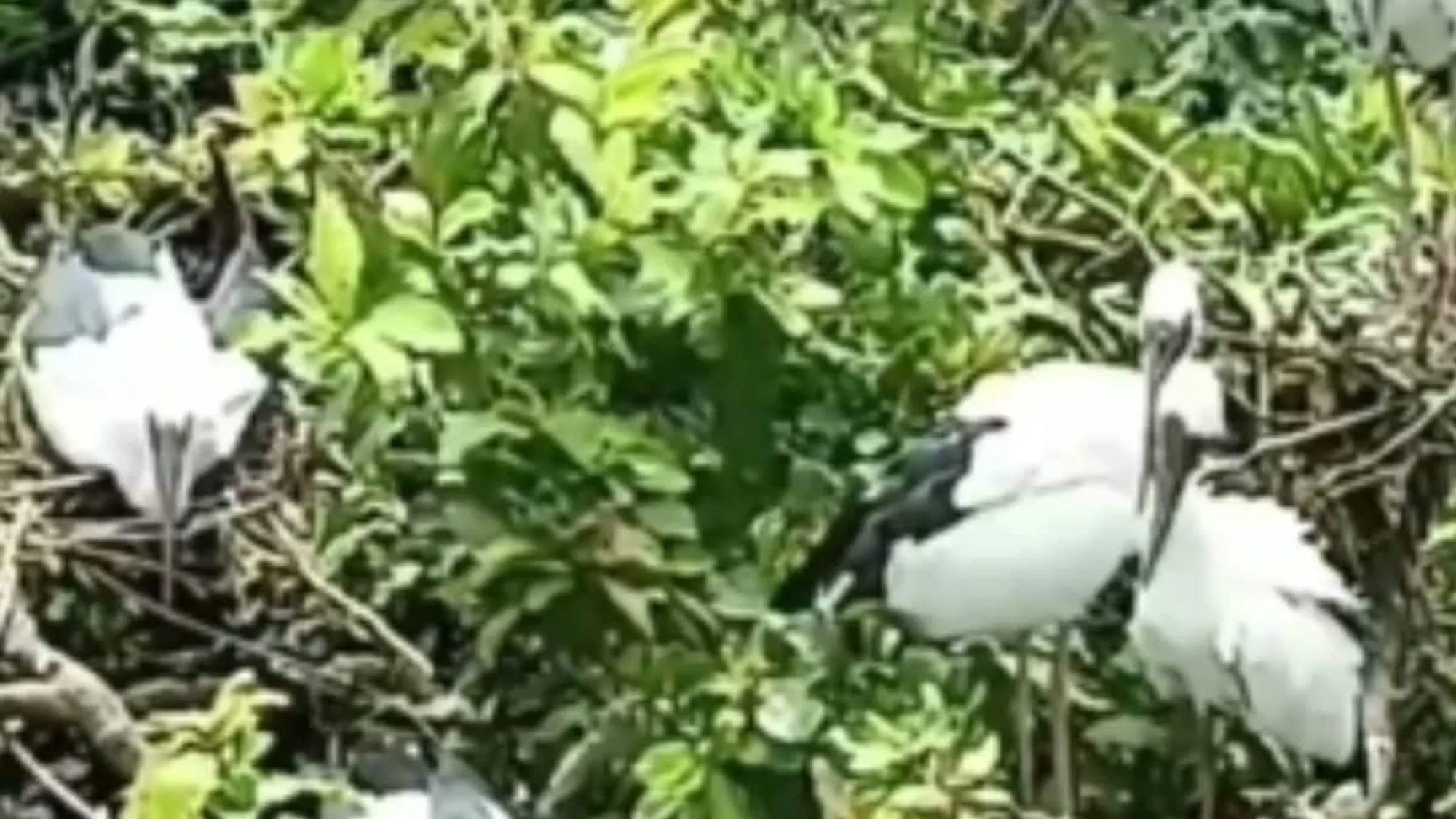 Kulik Bird Sanctuary in West Bengal: A Haven for Birdwatchers and Migratory Birds