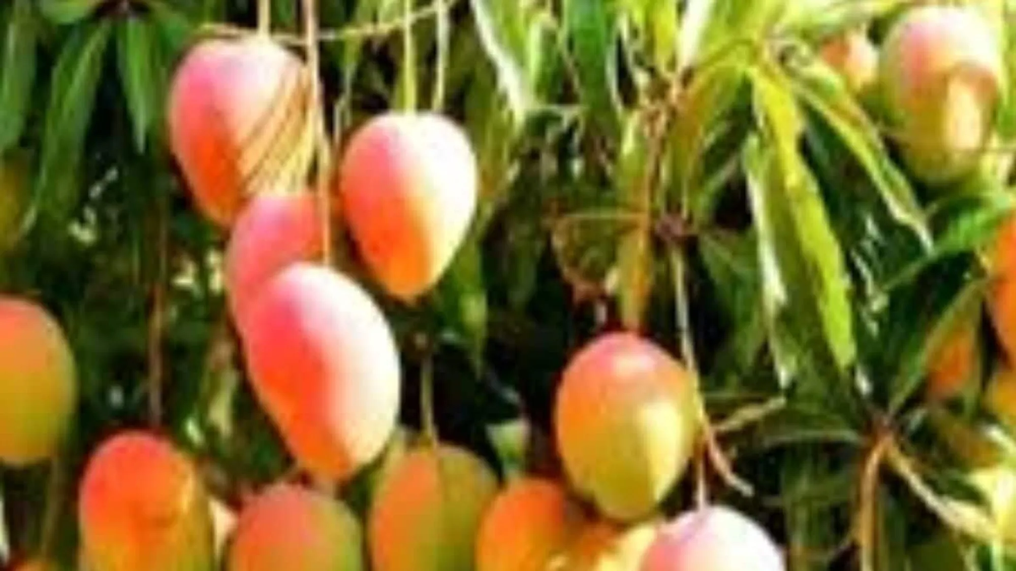 West Bengal Nursery Thrives with 140 Unique Foreign Mango Varieties