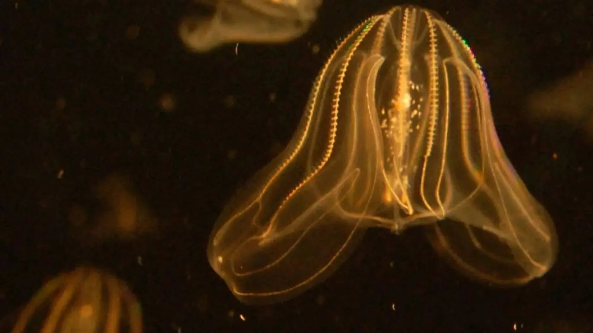 Sea walnut comb jelly defies aging norms, regrows tentacles for survival and invasive success