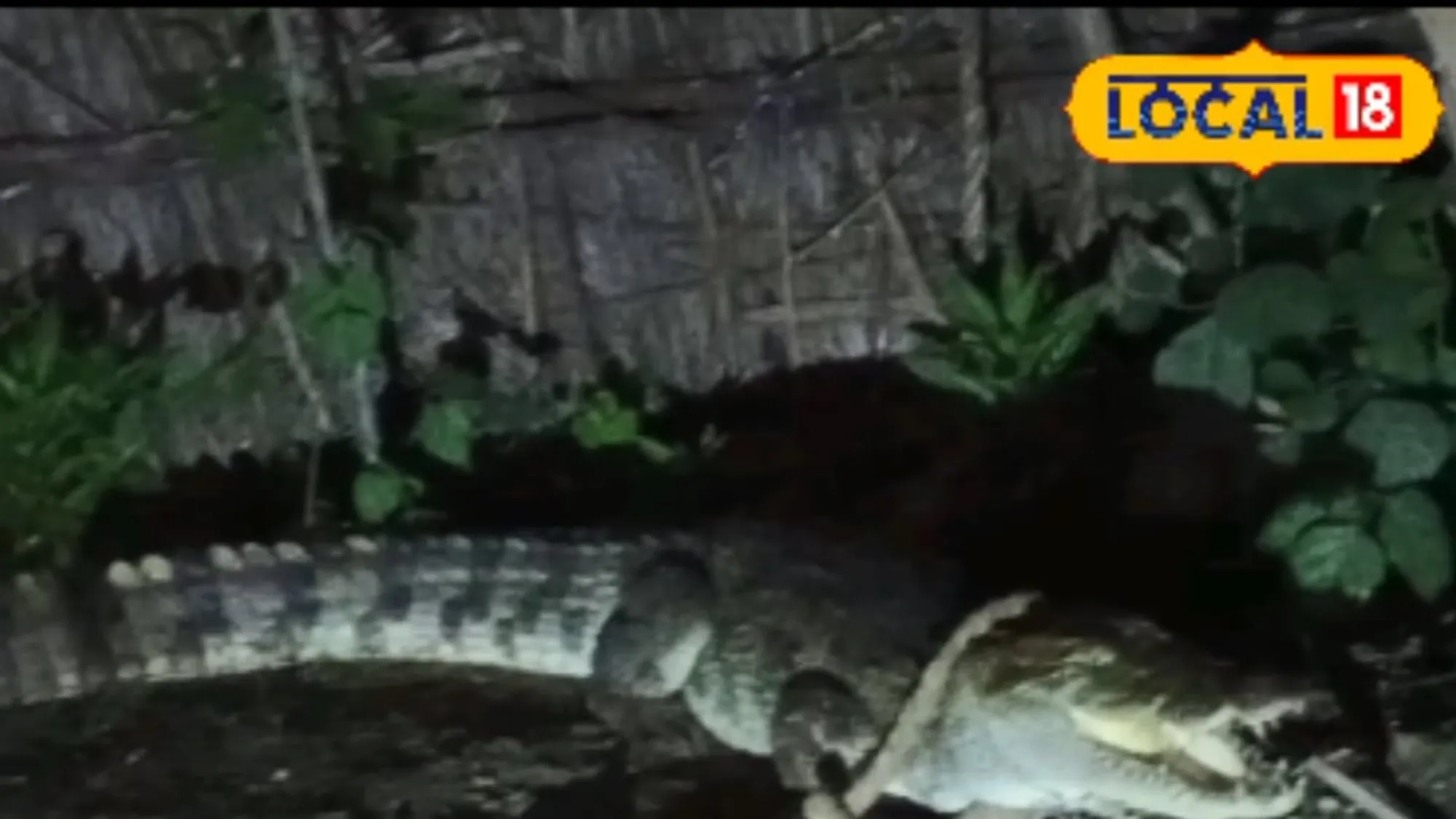 Crocodile Found Inside Village Hut in Uttar Pradesh, Rescued by Forest Department