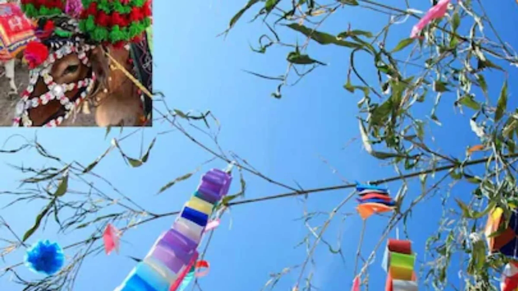 Adilabad Farmers Celebrate Polala Amavasya, Honoring Bulls in Agriculture