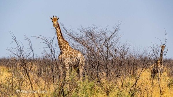 Giraffe on our first day on safari in Botswana. 