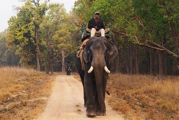 An elephant scout passes right by us, Kanha National Park, India