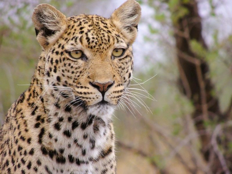 The elusive leopard, Queen Elizabeth National Park Uganda, day on safari.