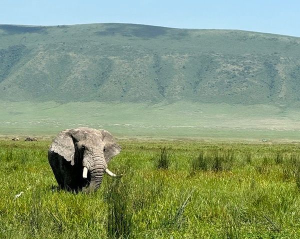 Up close and personal with the wildlife, on safari in Tanzania.