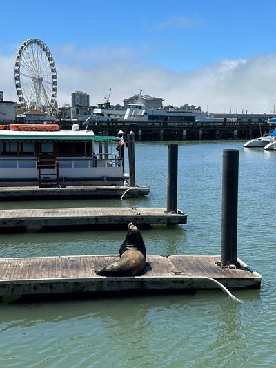 The seal colony at Pier 39, San Francisco. 