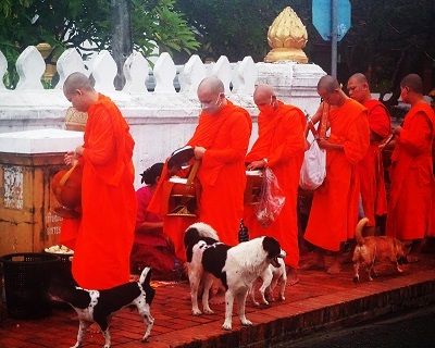 Saffron robed monks during the early morning alms giving in Luang Prabang, Laos. Laos Travel Agent, Deanne Scanlan, Travel Agent Finder