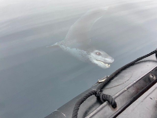 A playful leopard seal along side our zodiac. Chris Watson Travel, Antarctica Expedition Cruise blog