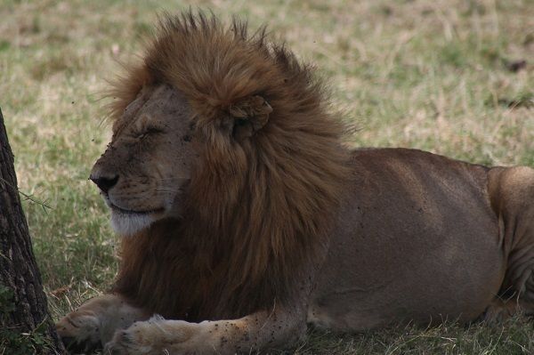 Lion relaxing under a tree on safari in South Afirca