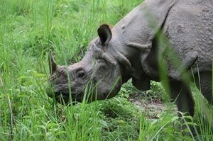 Rhinocerous at Chitwan National Park, Nepal.